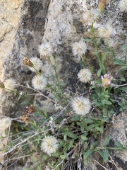 Erigeron aequifolius
