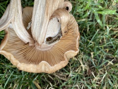 Armillaria mellea