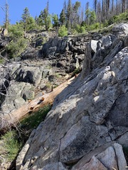 Erigeron aequifolius