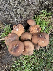 Armillaria mellea