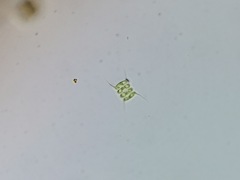 Desmodesmus communis