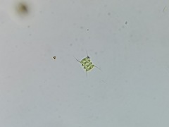 Desmodesmus communis