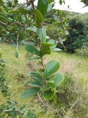 Dovyalis caffra