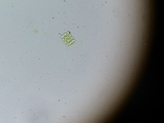 Desmodesmus communis