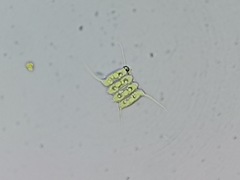 Desmodesmus communis