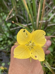 Ludwigia longifolia