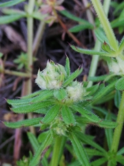 Dasineura aparines