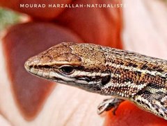 Psammodromus blanci