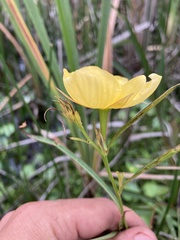 Ludwigia longifolia