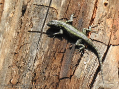 Sceloporus palaciosi