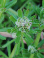 Dasineura aparines