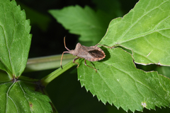 Coreus marginatus
