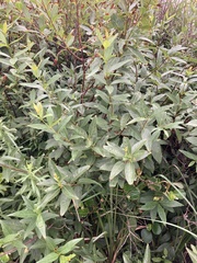 Cephalanthus glabratus