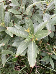 Cephalanthus glabratus