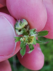 Dasineura aparines