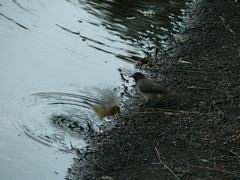 Pycnonotus nigricans superior