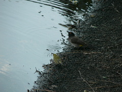 Pycnonotus nigricans superior