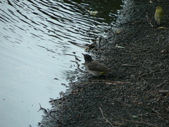 Pycnonotus nigricans superior