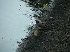 Pycnonotus nigricans superior