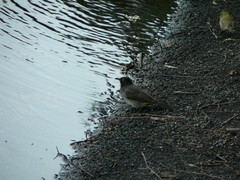 Pycnonotus nigricans superior