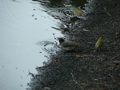 Pycnonotus nigricans superior