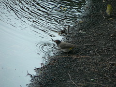 Pycnonotus nigricans superior