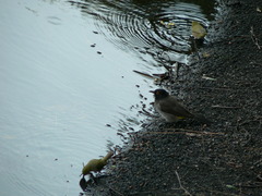 Pycnonotus nigricans superior