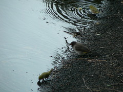 Pycnonotus nigricans superior