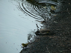 Pycnonotus nigricans superior