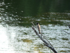 Pycnonotus nigricans superior