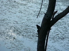 Pycnonotus nigricans superior