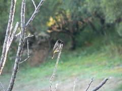 Pycnonotus nigricans superior