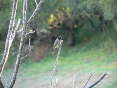 Pycnonotus nigricans superior