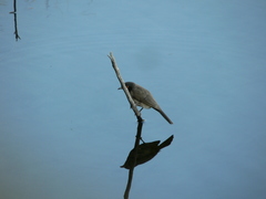 Pycnonotus nigricans superior