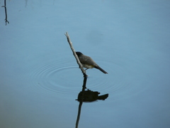 Pycnonotus nigricans superior