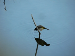 Pycnonotus nigricans superior