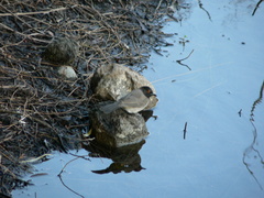 Pycnonotus nigricans superior