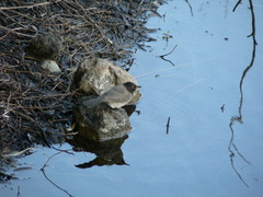 Pycnonotus nigricans superior