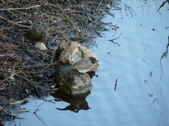 Pycnonotus nigricans superior