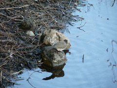 Pycnonotus nigricans superior