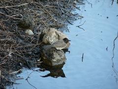 Pycnonotus nigricans superior