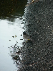 Pycnonotus nigricans superior