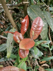 Myrcia subsessilis