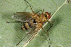 Dexiosoma caninum