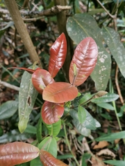 Myrcia subsessilis