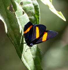 Panara soana