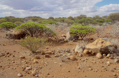 Senna artemisioides helmsii