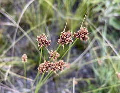 Bulbostylis juncoides