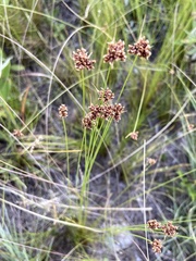 Bulbostylis juncoides
