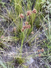 Bulbostylis juncoides